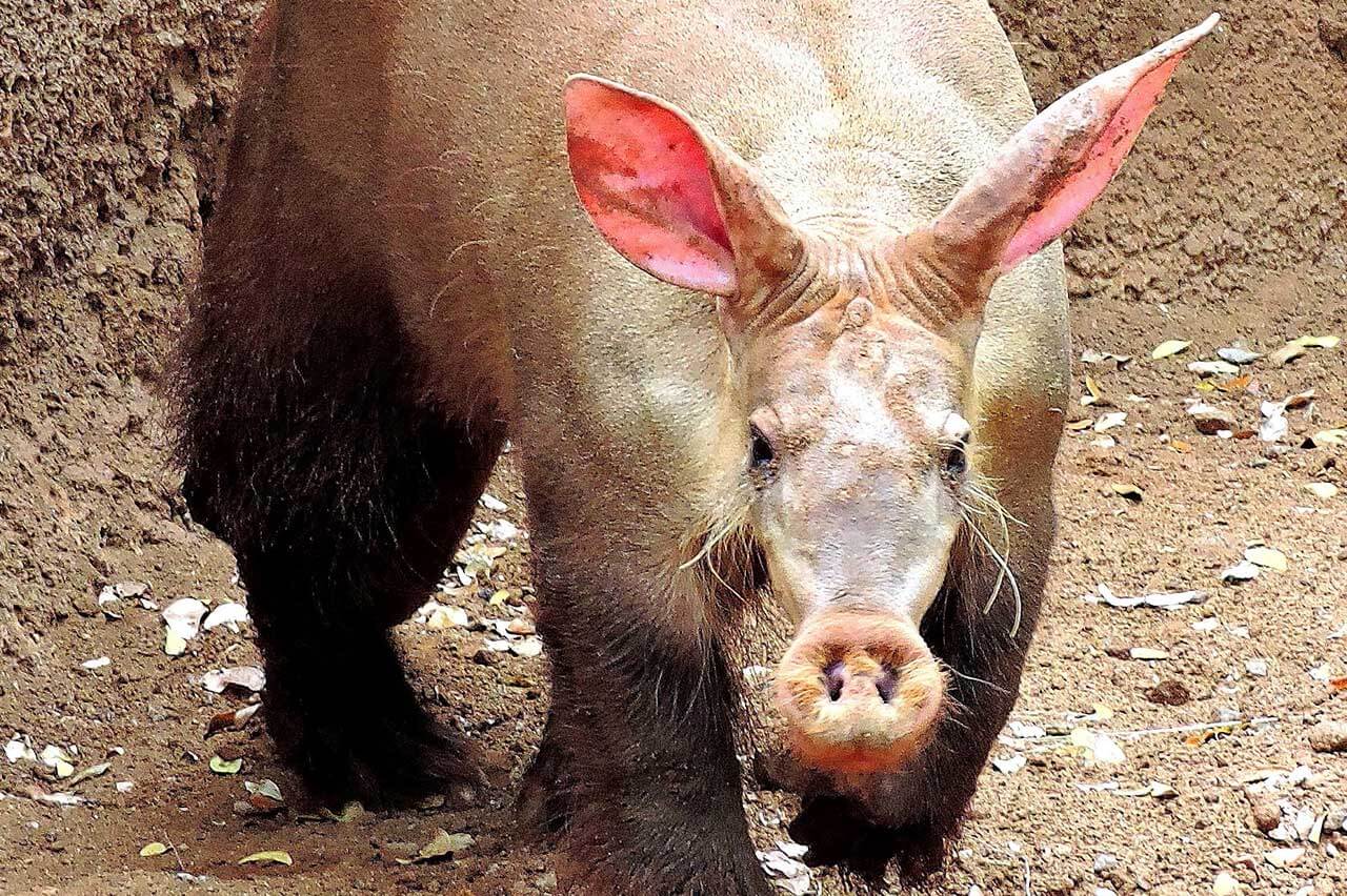 Aardvark