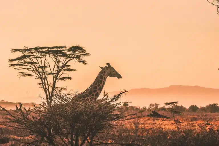 What Makes the Serengeti Ecosystem Unique in the World?