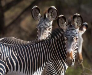 Grevys Zebra