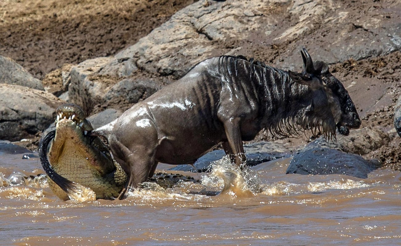 Wildbeest with Crocodile