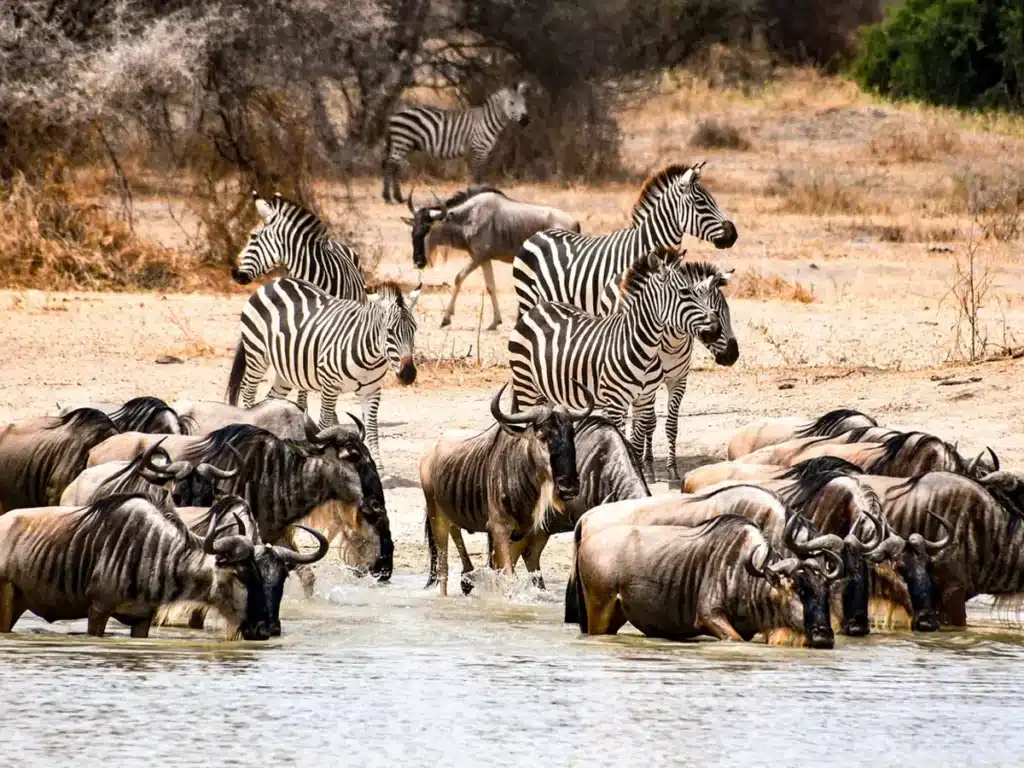 Serengeti National Park: The Complete Visitor Guide 3 Wildebeest-and-Zebra
