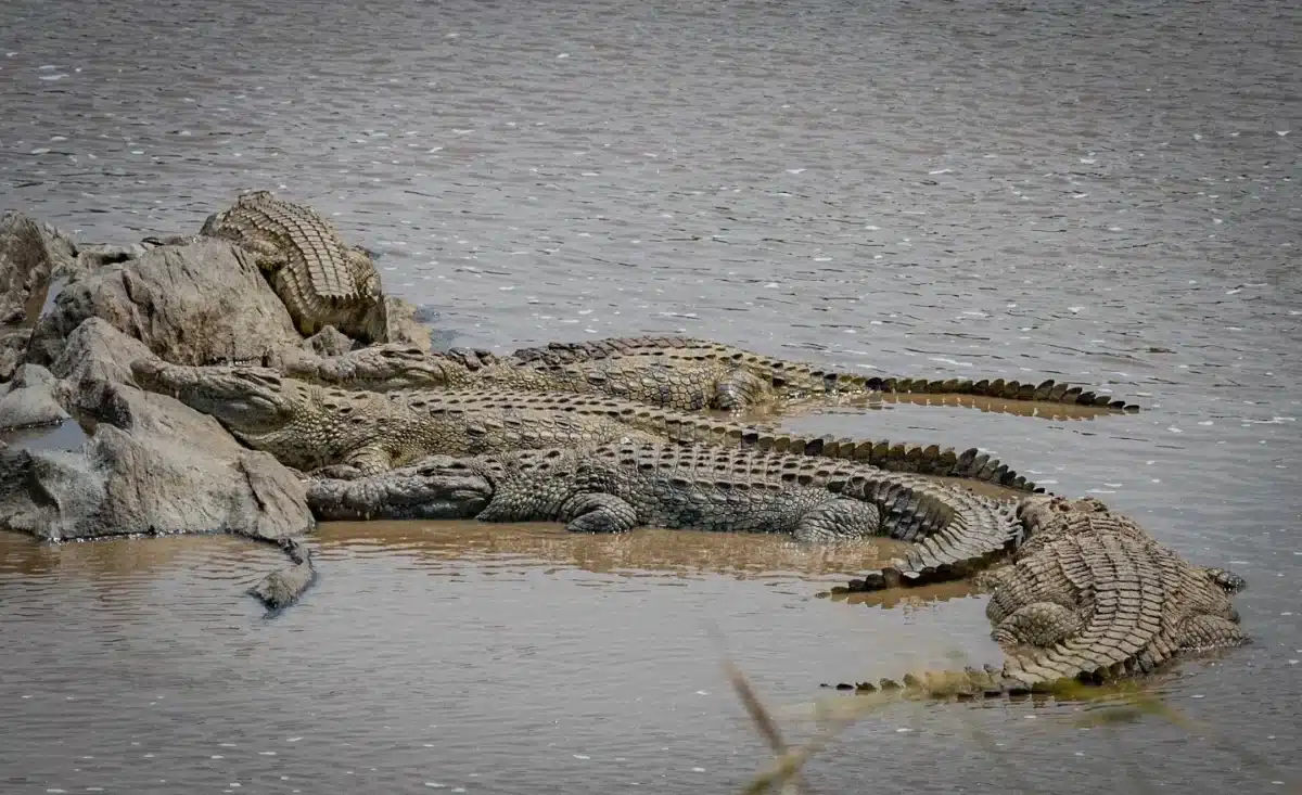 Crocodiles of the Mara River: Serengeti's Patient Predators 2 Wildebeest predator