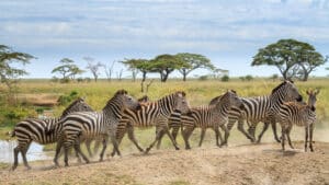 Zebras in Serengeti National Park, Tanzania