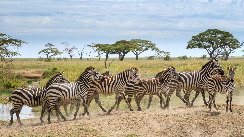 The Serengeti