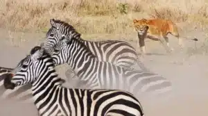 Zebra Migration in the Serengeti: The Often Overlooked Story 3 Predator attacking Zebra