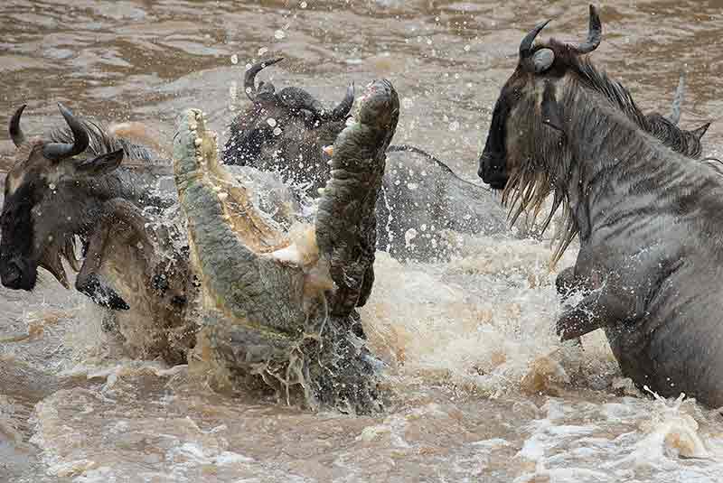 Northern Serengeti vs Southern Serengeti: Which Zone to Visit? 2 maasai mara great migration crocodile stunts