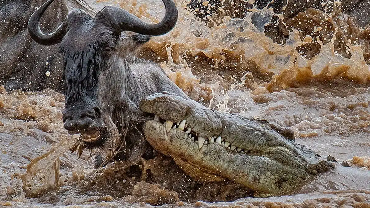 Crocodiles of the Mara River: Serengeti's Patient Predators 4 wildebeest migration pattern