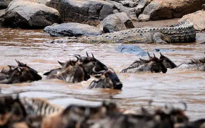 Crocodiles of the Mara River: Serengeti’s Patient Predators