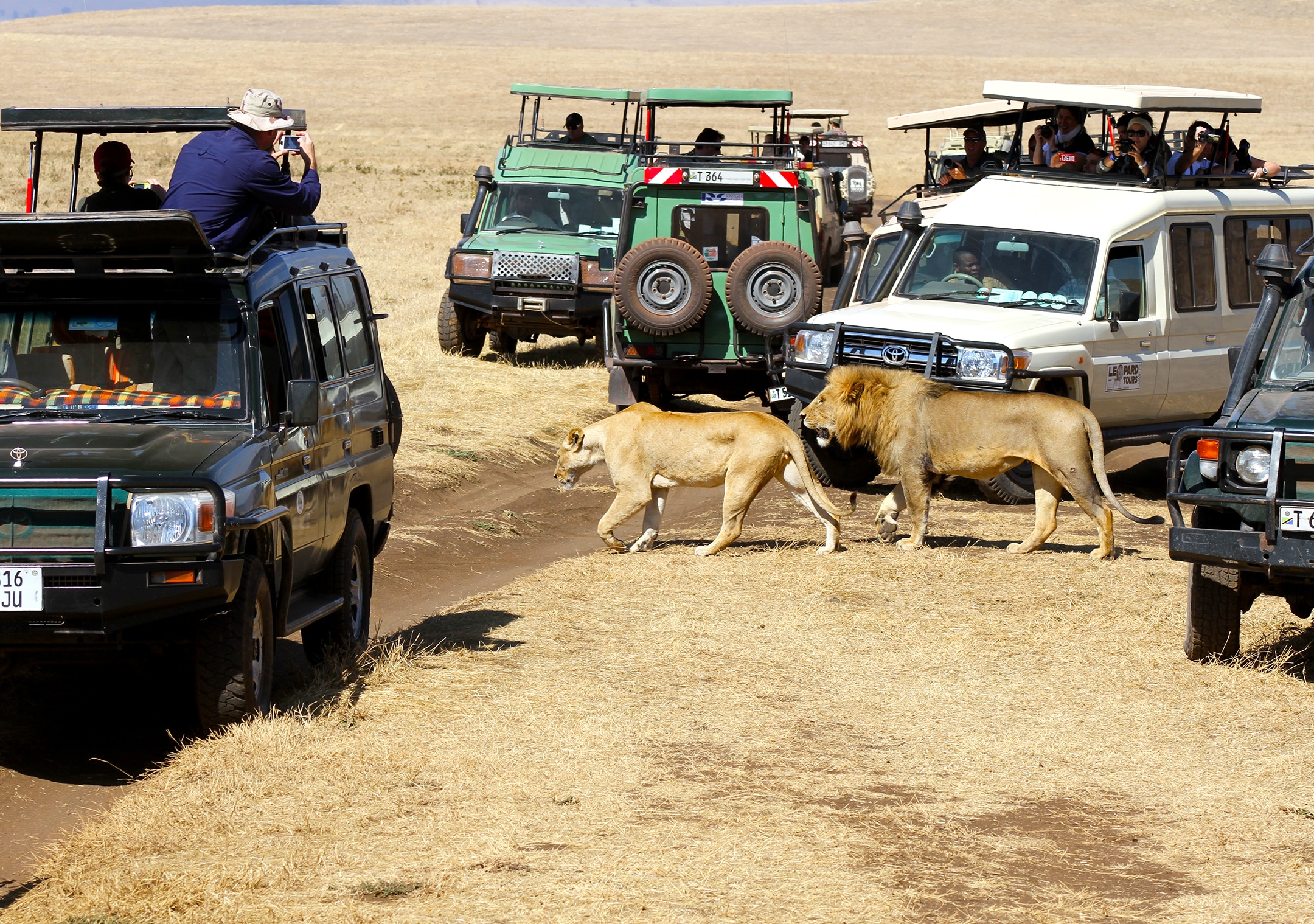 Is the Serengeti Getting Too Crowded?