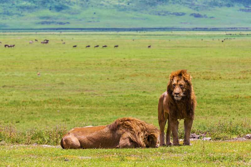 Ngorongoro Crater in June: Cool and Dry Season Begins 11 Ngorongoro Crater in June