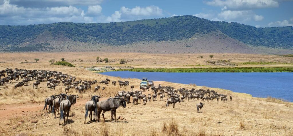 Ngorongoro Crater in August: Wildlife Density at Its Best 9 Ngorongoro crater in August
