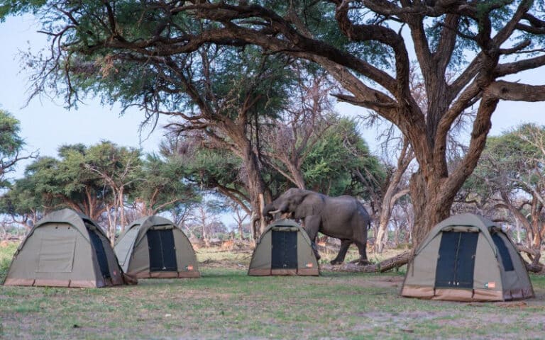 Camping in Ngorongoro Conservation Area: What You Need to Know